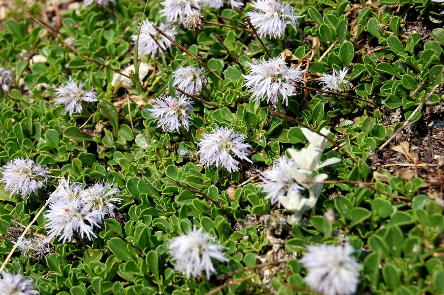 Fioriture magellensi